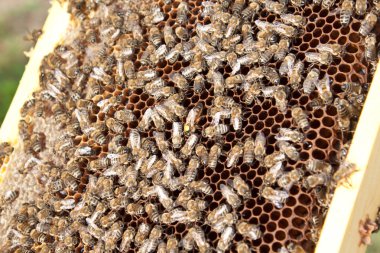 Arılara petek üzerinde