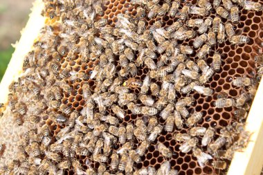 Arılara petek üzerinde