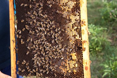 Arılara petek üzerinde