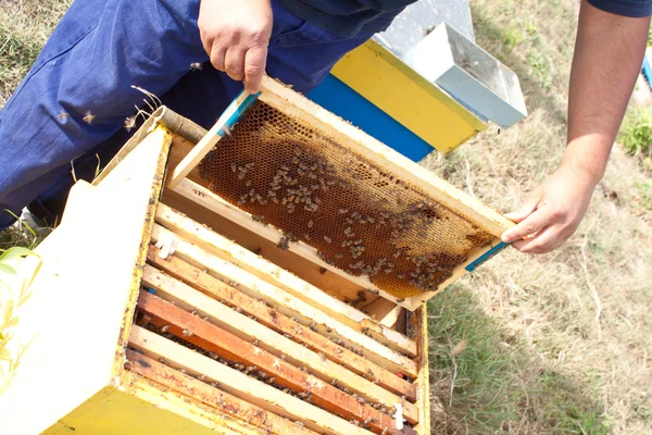 Bees on honeycomb — Stock Photo, Image