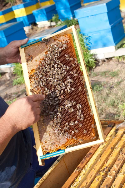 Bees on honeycomb — Stock Photo, Image