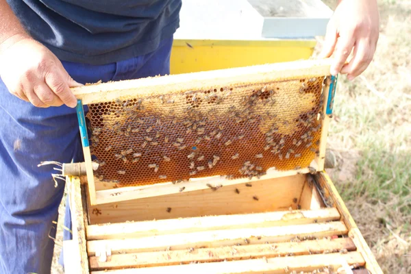 Bijen op de honingraat — Stockfoto