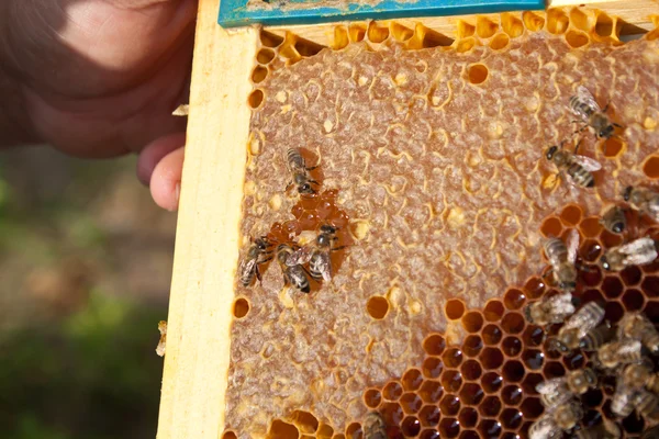 Bees on honeycomb — Stock Photo, Image