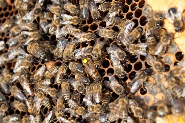 Bienen auf Waben — Stockfoto