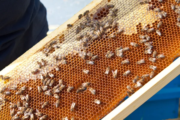 Bees on honeycomb — Stock Photo, Image