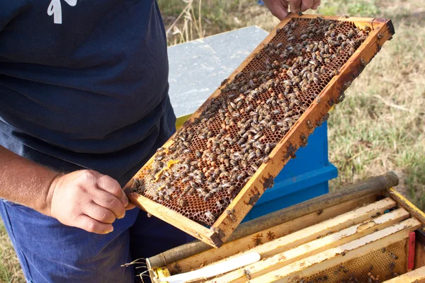 Bin på honeycomb — Stockfoto