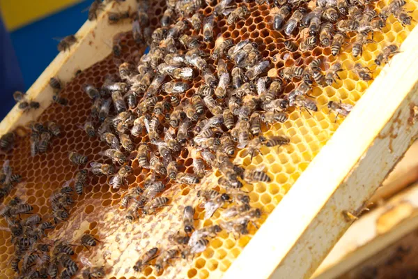 Bienen auf Waben — Stockfoto