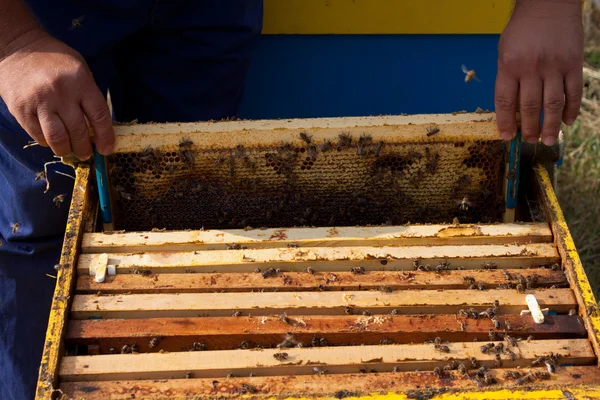 Bees on honeycomb — Stock Photo, Image