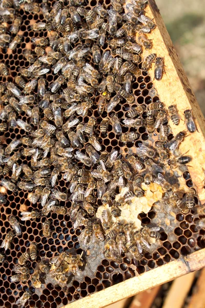 벌집 위의 벌들 — 스톡 사진