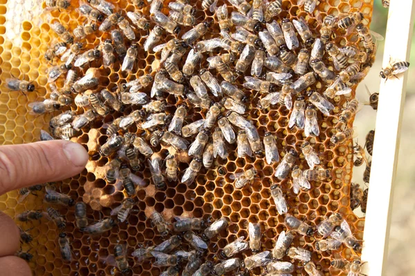 Bees on honeycomb — Stock Photo, Image