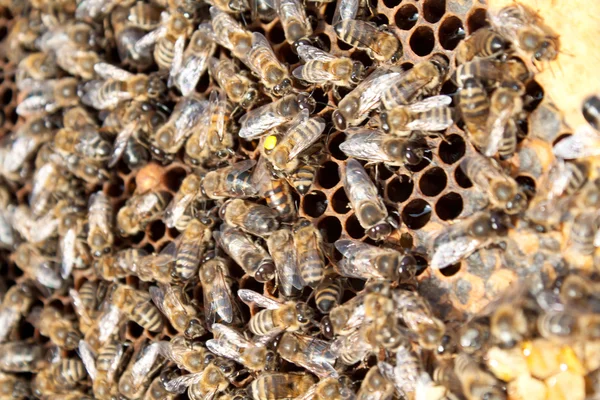 Bienen auf Waben — Stockfoto