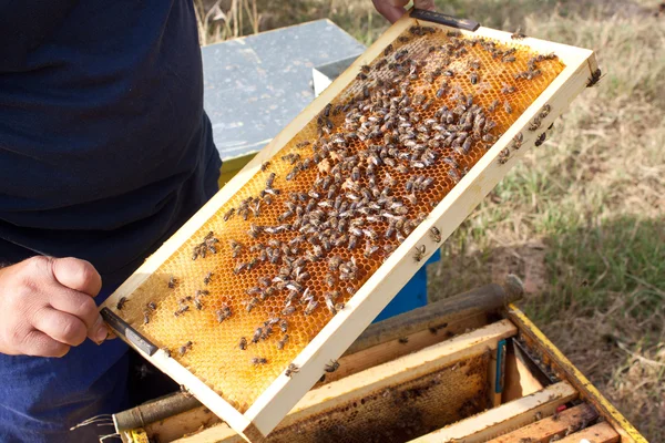 Bin på honeycomb — Stockfoto