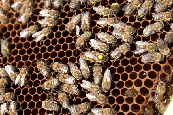 Bijen op de honingraat — Stockfoto