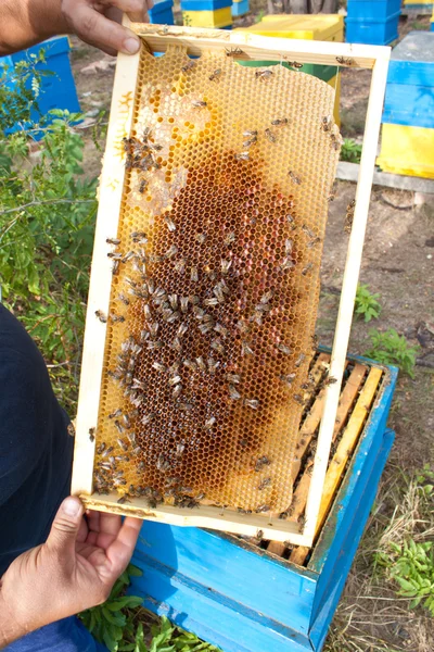 Bin på honeycomb — Stockfoto