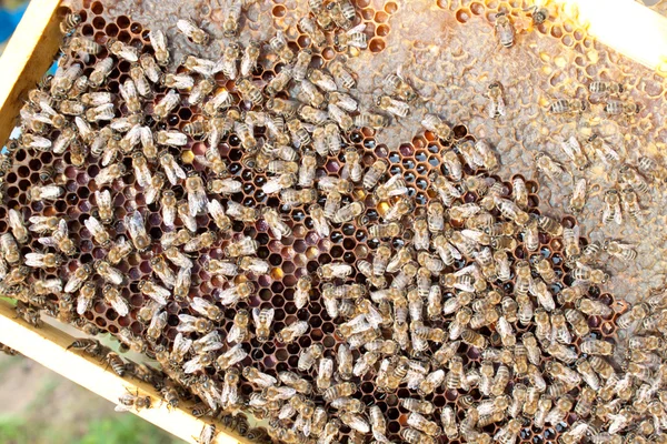 Bees on honeycomb — Stock Photo, Image