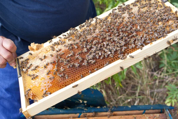 Bees on honeycomb — Stock Photo, Image