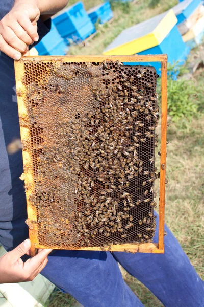 Bees on honeycomb — Stock Photo, Image