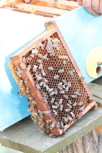 Bees on honeycomb — Stock Photo, Image