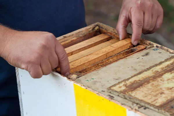 Beehive — Stock Photo, Image