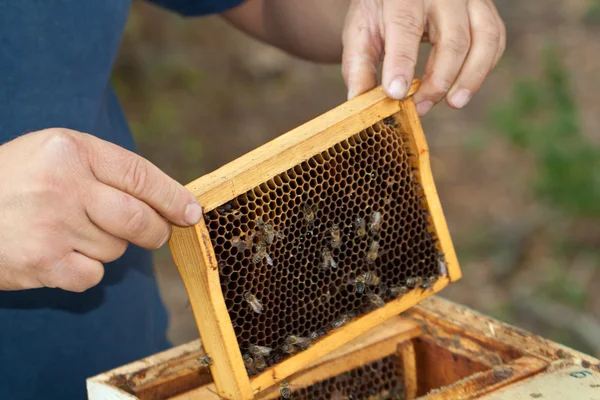 Bees on honeycomb — Stock Photo, Image