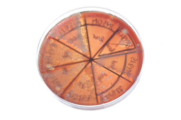 Bacterias en la placa de Petri — Foto de Stock