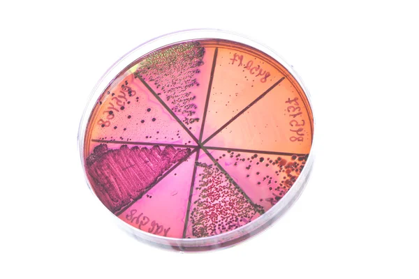 Bakterier på petriskål — Stockfoto