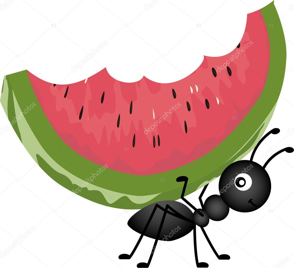 Ant Carrying Watermelon