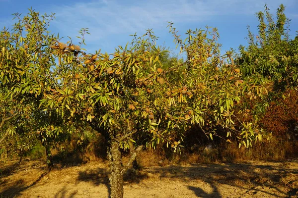 Campo Almendros Con Frutas — Foto de Stock