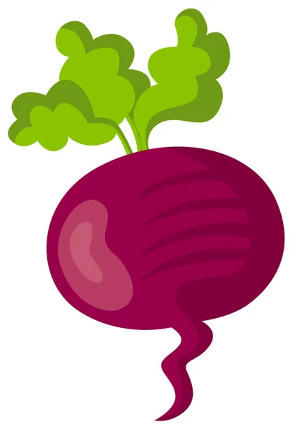 新鲜萝卜甜菜甜菜蔬菜 — 图库矢量图片
