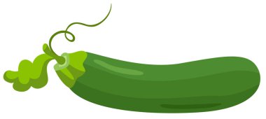 Taze yeşil kabak tamamen izole.