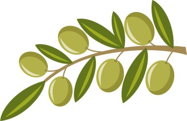 yeşil zeytin dalı