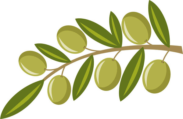 Оливковая ветвь с зелеными оливками

