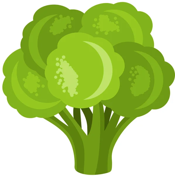 Frischer Grüner Brokkoli Isoliert Auf Weiß — Stockvektor