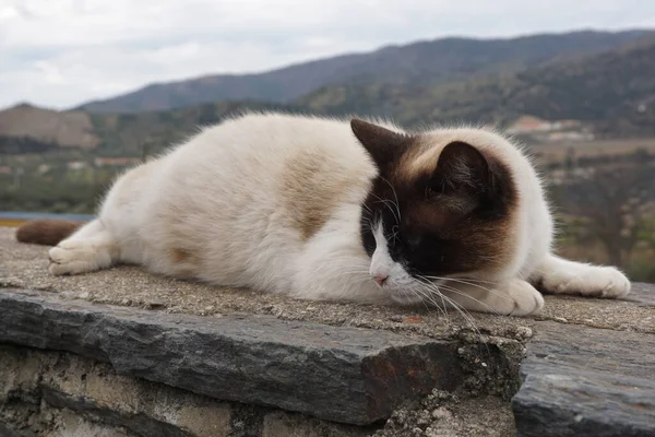 Милая Кошка Покоится Деревенской Стене — стоковое фото