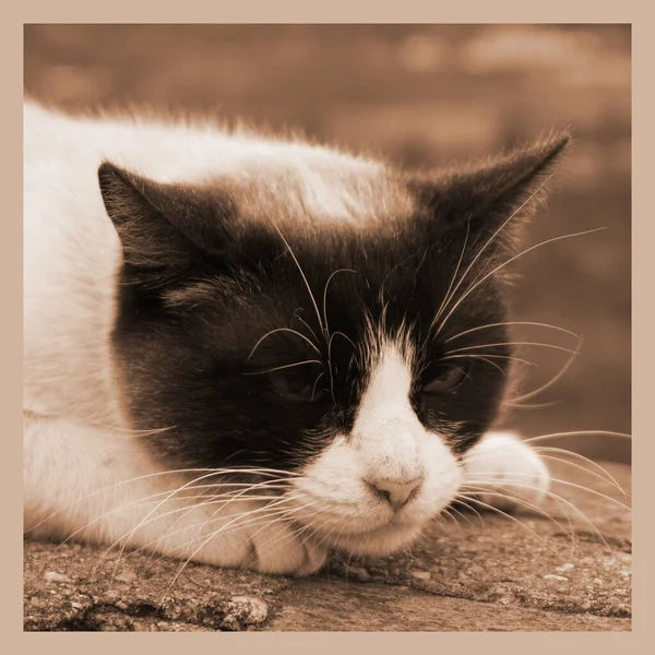 Adorável Gatinho Sépia Vintage Cartão Postal — Fotografia de Stock