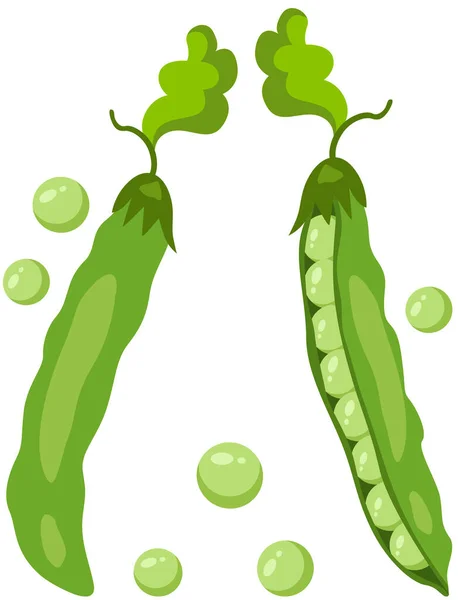 Dos Vainas Verdes Frescas Con Guisantes — Vector de stock