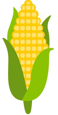 Koçanda taze mısır