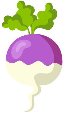 taze şalgam üzerinde beyaz izole