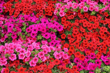 Mixed of beautiful spring blooming flowers