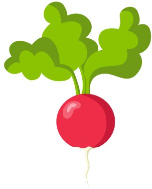 beyaz izole taze kırmızı turp