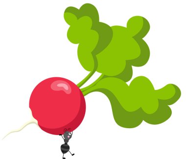 Tatlı karınca taze kırmızı turp taşıyor.