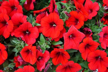 Güzel bahar açan kırmızı çiçekler