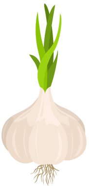 taze soğan üzerinde beyaz izole