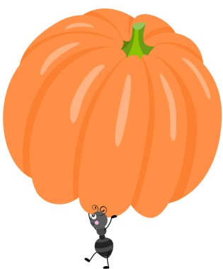 Tatlı karınca portakal kabağı taşıyor.