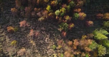 Kırmızı ve sarı ağaçlı orman, yukarıdan görünüyor. Drone sonbahar ormanında uçuyor. Renkli ormanın canlı doğal arka planı. Orman arka planındaki sonbahar ağaçlarının havadan görünüşü.
