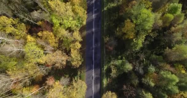 Foresta Con Alberi Rossi Gialli Vista Aerea Dall Alto Drone — Video Stock