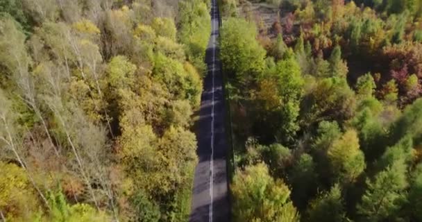 Orman Arka Planında Sonbahar Yeşili Portakal Ağaçlarının Havadan Görünüşü Ambulans — Stok video
