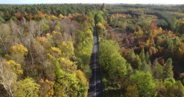Orman Arka Planında Sonbahar Yeşili Portakal Ağaçlarının Havadan Görünüşü Orman — Stok video