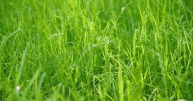 Taze ve yeşil çimenler yakın plan. Yeşil sulu çimenler, kesme zamanı. Panorama, perspektif olarak çim alanı, günbatımı, güneş ışınları, güzel lens bulanıklığı. Yavaş çekim..