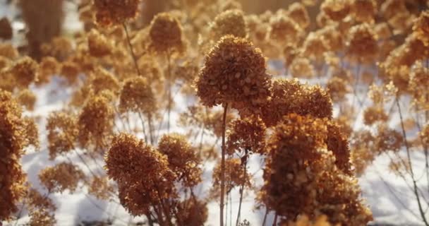 Suchá Hortenzie Paniculata Zimě Krásné Kytice Suchých Oranžových Květin Slunečného — Stock video